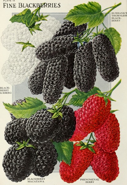 Childs' seeds that satisfy bulbs that bloom plants that please berries that bear perennials that pay and roses that rare (1921) (20615098591)