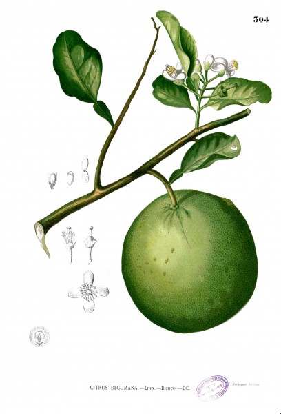 Citrus aurantium Blanco2.304