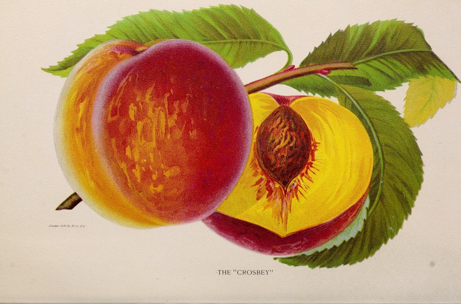 Descriptive catalogue - fruit and ornamental trees, shrubs, rose, bulbs, etc. (1900) (20534359636)
