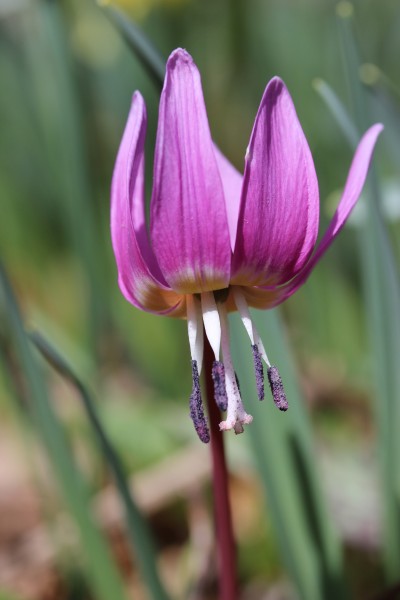Dogtoooth Violet - Erythronium dens-canis (13495514274)