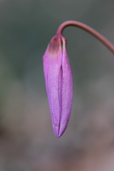 Dogtooth Violet - Erythronium dens-canis (16785503016)