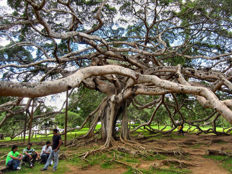 Flickr - ronsaunders47 - THE UGLY TREE. SRI LANKA.