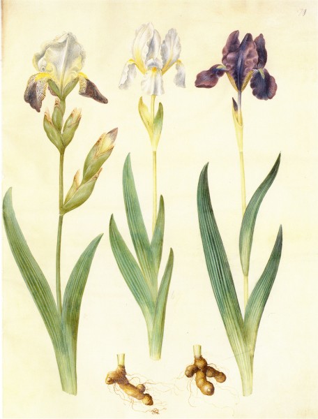 Gc27 iris germanica