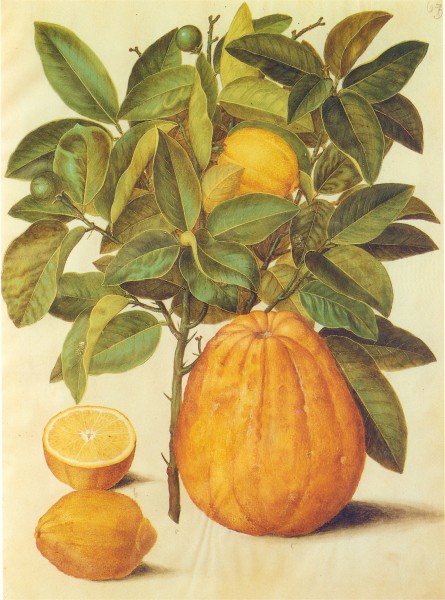 Gc9 citrus limonum and decumana