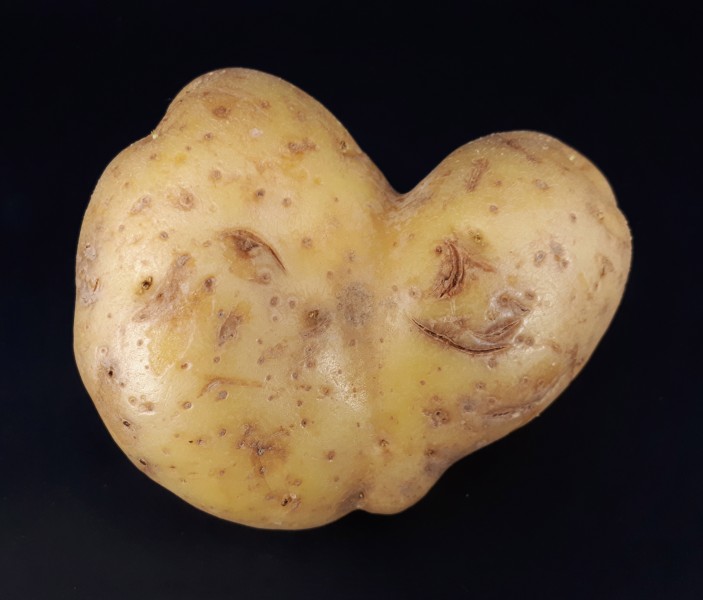 Heart-shaped potato 2017 A