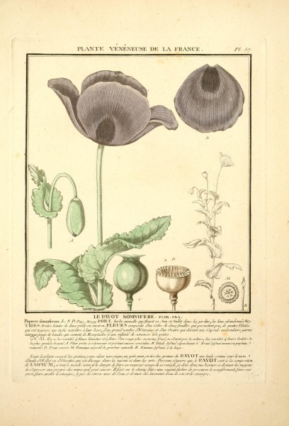 Herbier de la France (Pl. 57) (8190941506)