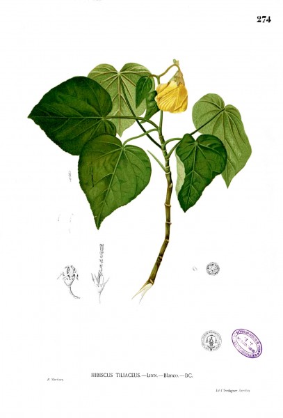 Hibiscus tiliaceus Blanco2.274