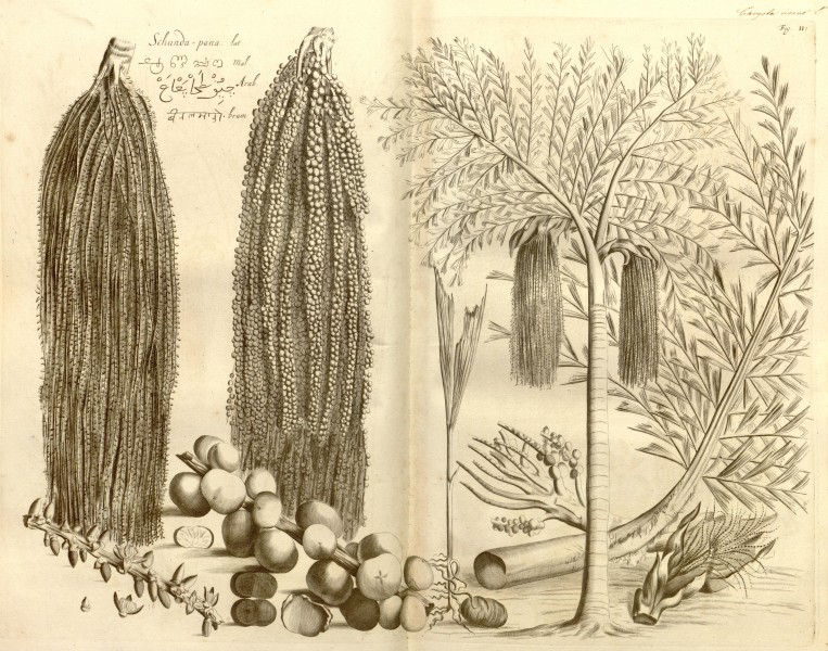 Hortus Indicus Malabaricus (Fig. 11) BHL463593