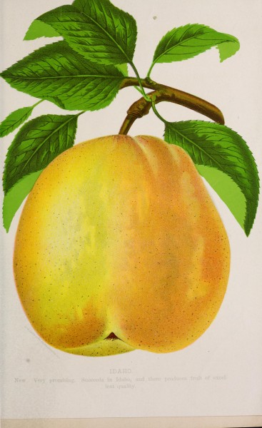 Idaho pear, Storrs & Harrison Co.'s Descriptive Catalogue of Fruits, 1890