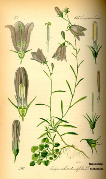Illustration Campanula rotundifolia0