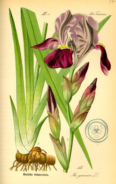 Illustration Iris germanica0