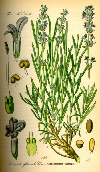 Illustration Lavandula angustifolia0
