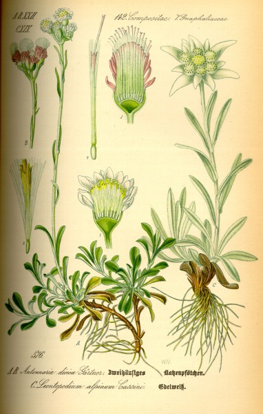 Illustration Leontopodium alpinum0