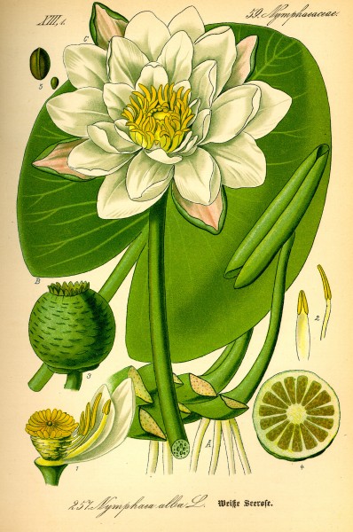 Illustration Nymphaea alba0