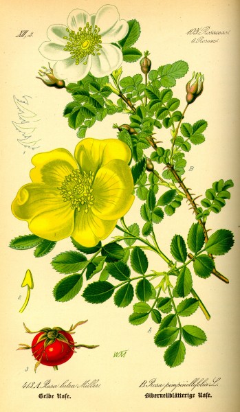 Illustration Rosa pimpinellifolia0