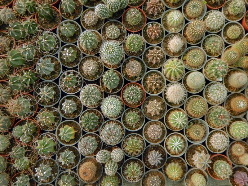 Iran-qom-Cactus-The greenhouse of the thorn world گلخانه کاکتوس 