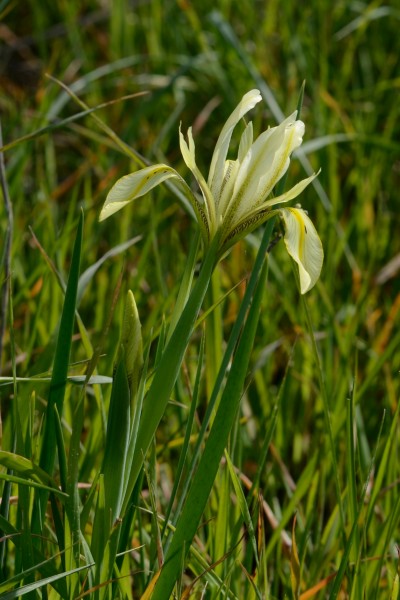 Iris grant-duffii 2