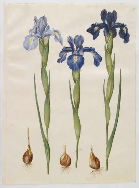 Iris xiphioides (Gottorfer Codex, bind 1, planche 65)