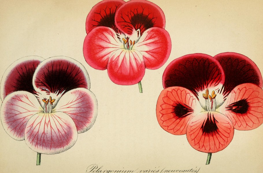 Journal d'horticulture pratique de la Belgique, ou Guide des amateurs et jardiniers (1848) (14803604563)