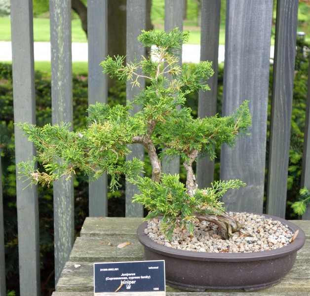 Juniperus bonsai - Dawes Arboretum - DSC02995