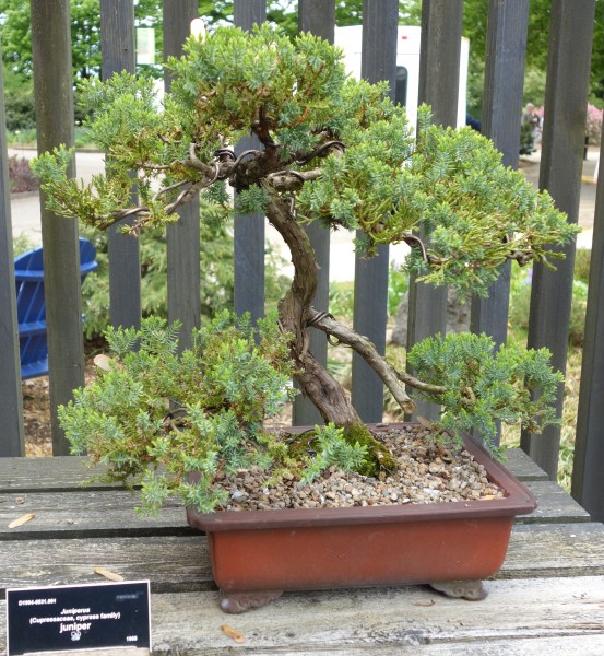 Juniperus bonsai - Dawes Arboretum - DSC03006
