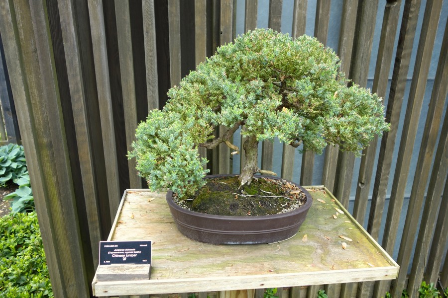 Juniperus chinensis bonsai - Dawes Arboretum - DSC03009