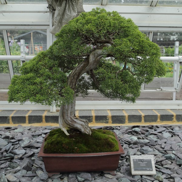 Juniperus chinensis-IMG 6100