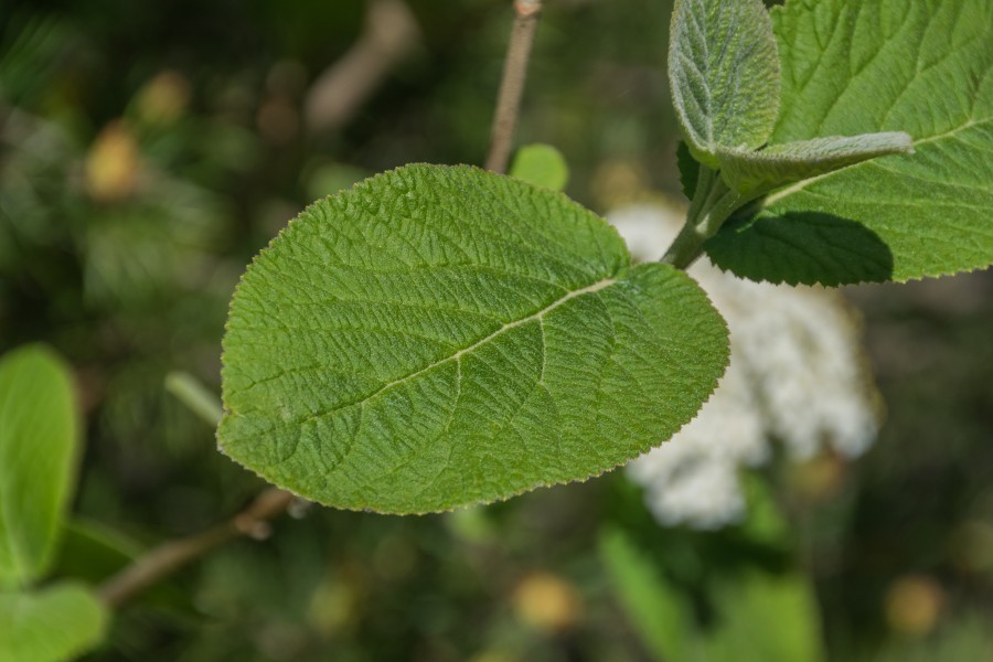 Leaf of Viburnum lantana