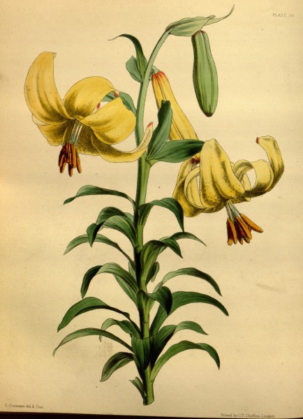 Lilium monadelphum Paxton 058