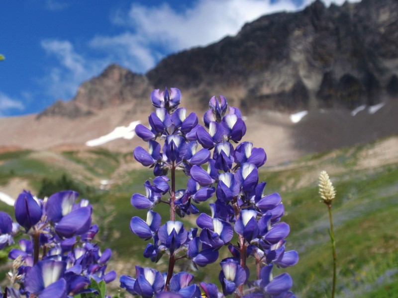 Lupines 02 (7913997048)