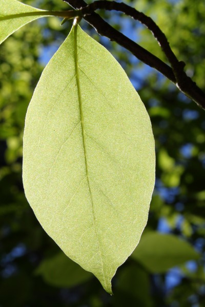 Magnolia x soulangeana Rogów