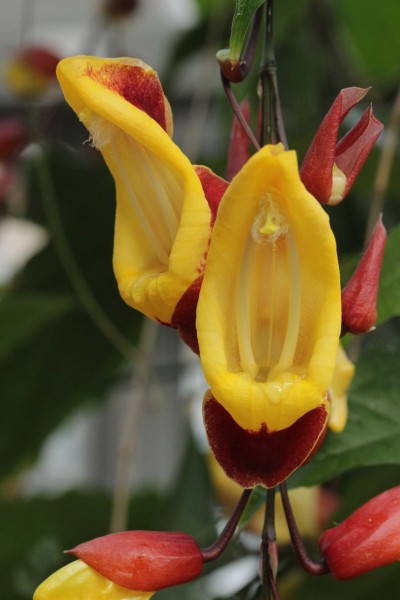 Mysore trumpetvine - Thunbergia mysorensis (40046914925)