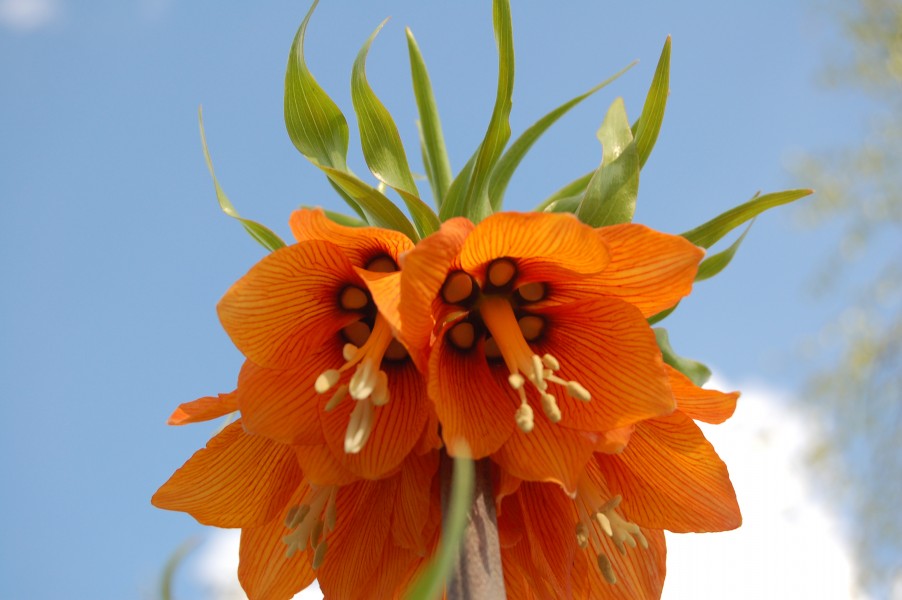 Orangeswedishflower