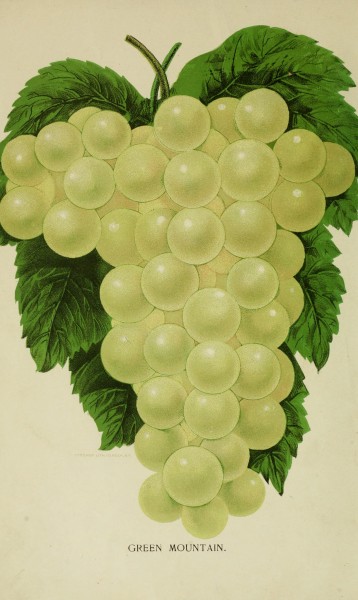 Our native grape. Grapes and their culture. Also descriptive list of old and new varieties (1893) (14595544697)