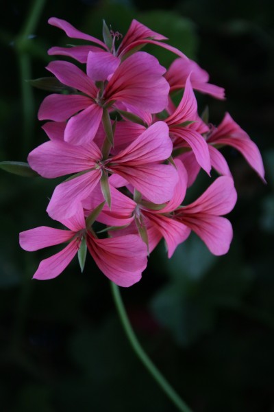 PikiWiki Israel 45347 Pink flower