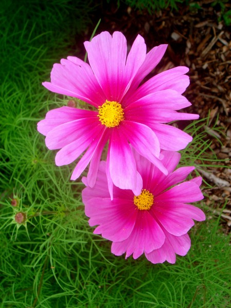Pink cosmos 03483