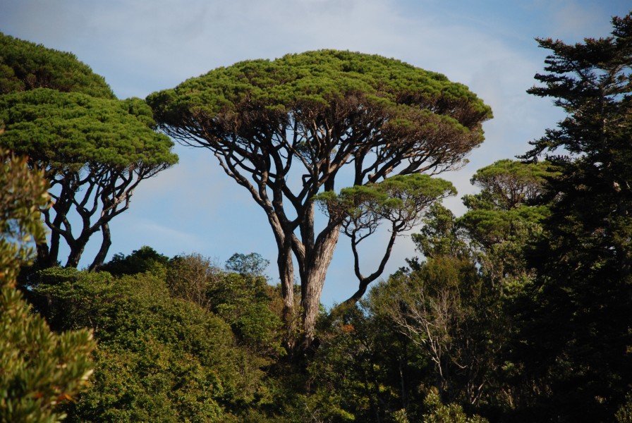 Pinus pinea Wellington Botanic Gardens