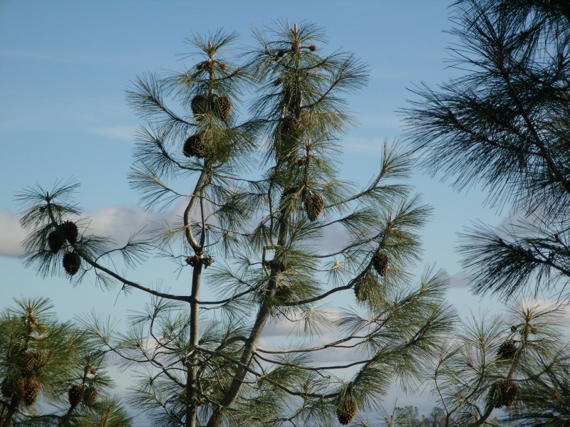 Pinus sabiniana Mount Diablo 0