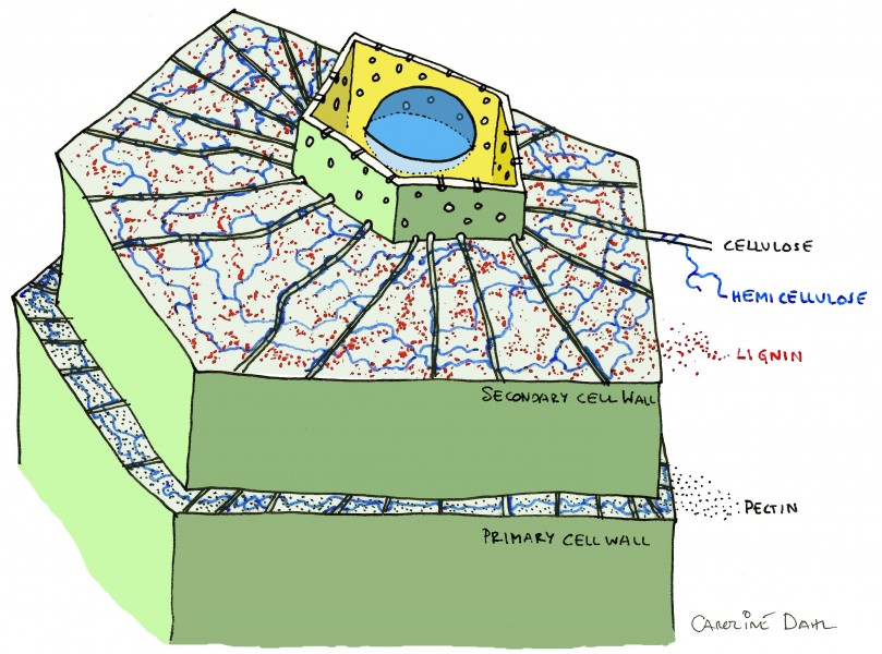 Plant cell showing primary and secondary wall by CarolineDahl