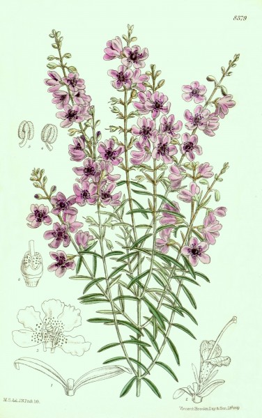 Prostanthera phylicifolia - plantillust
