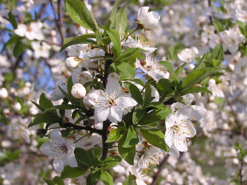 Prunus cerasus (AB)
