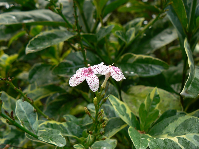 Pseuderanthemum reticulatum (2707431204)