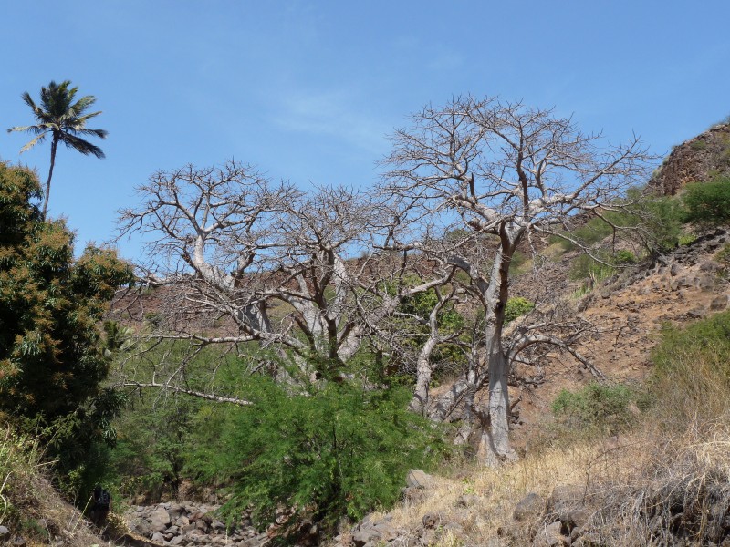 Ribeira Grande de Santiago-Baobabs (1)