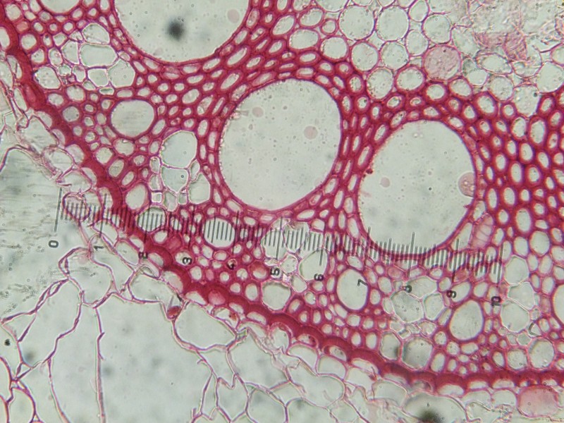 Root of Herbaceous Monocotyledon Plant - Cross section microscopic image (detail)
