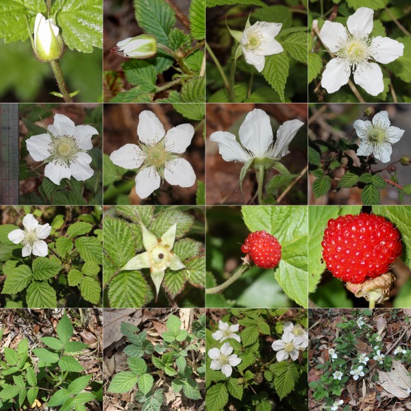 Rubus hirsutus (Montage)