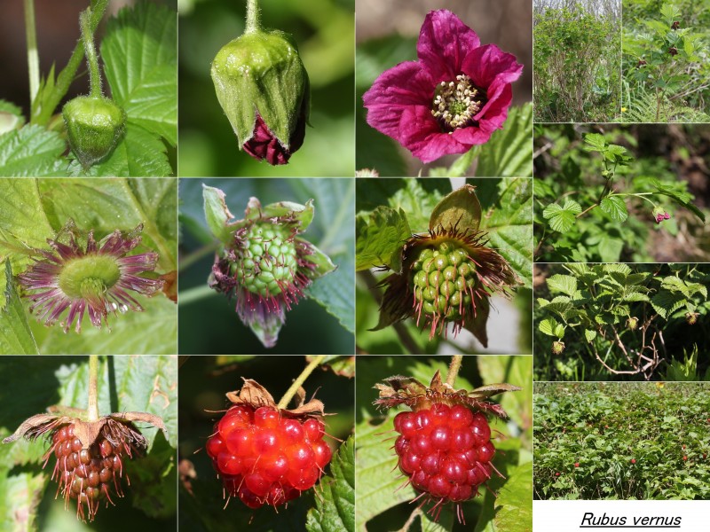 Rubus vernus (Montage)