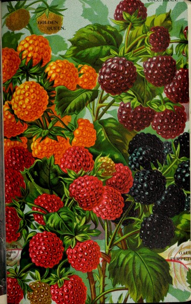 Stark fruits (1896) (20544702465)