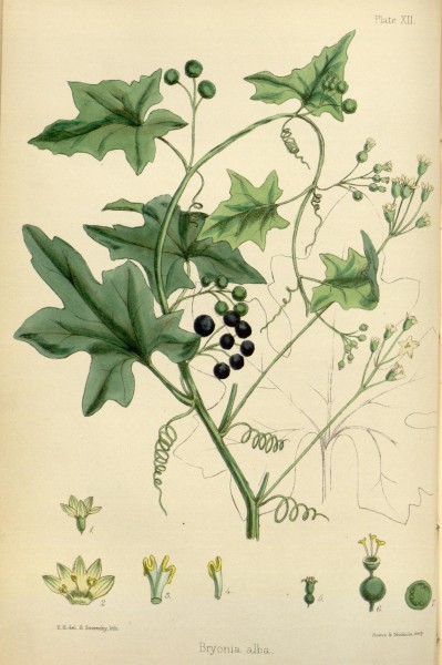 The flora homoeopathica (8260575175)