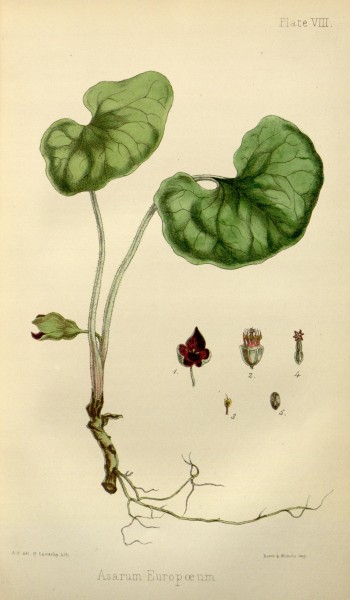 The flora homoeopathica (Plate VIII) BHL6163578