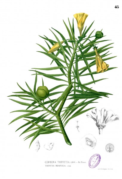 Thevetia peruviana Blanco1.45